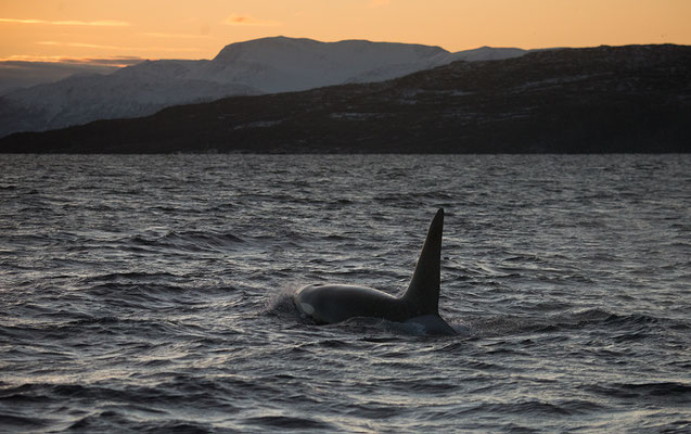 Orcas und Buckelwale   "tobilafotografie.com"  Toni Bischof Ladir