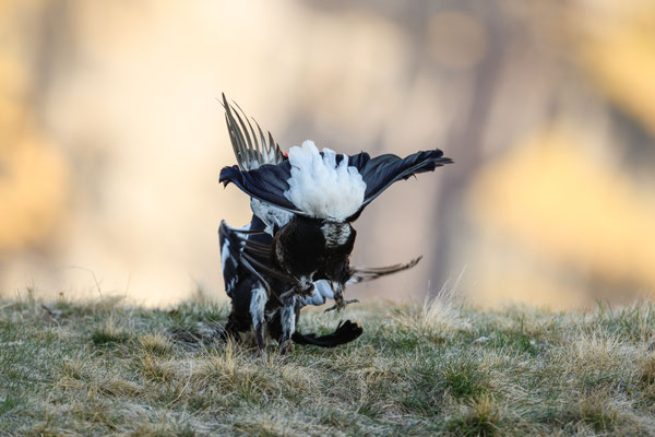 15.5.2025  Birkwild fotografie  "tobilafotografie"    Toni Bischof Ladir