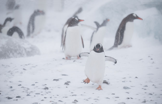 "Eselpinguine... Antarktis"  Tobilafotografie  Toni Bischof, Ladir