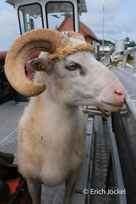 Ein neuer Schafbock für die Damen auf der Insel.