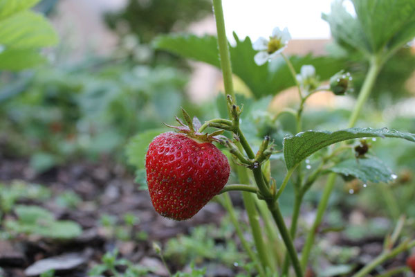 Erdbeere