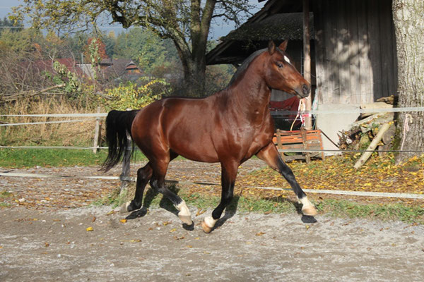 Nevio vom Rugen - Foto: Jenny Commons