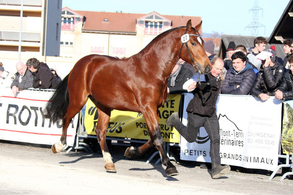 Leandro an der Hengstselektion in Glovelier 2022 - Foto: Bernadette Odiet