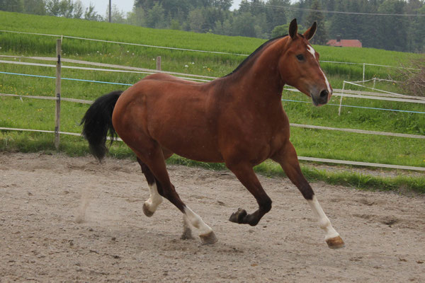 Herbie vom Riet am 25.05.2019 - Foto: Jenny Commons