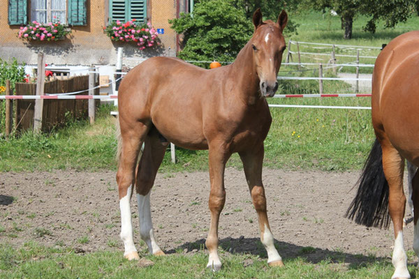 Luano vom Sagenhof beim Weide-Fotoshooting 24.07.2016 - Foto: Jenny Commons