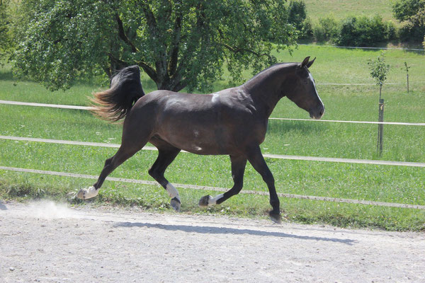 Halira am 15.07.2018 - Foto: Jenny Commons