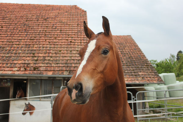 Camina vom Cherhof am 25.05.2019 - Foto: Jenny Commons