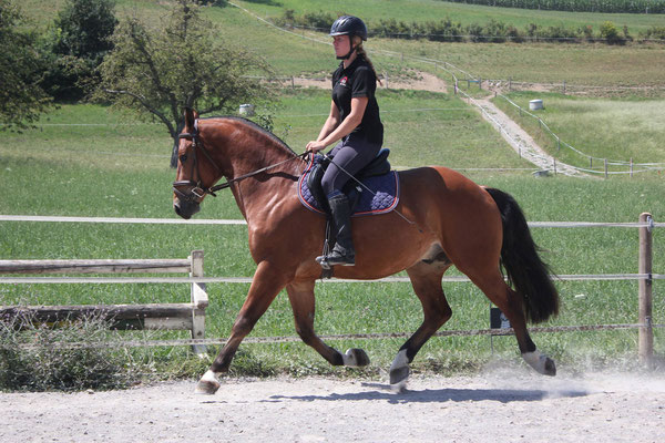 Nadir vom Sagenhof am 15.07.2018 - Foto: Jenny Commons