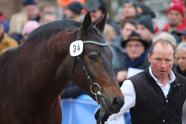 Filou an der Hengstselektion Glovelier - Foto: Karin Rohrer