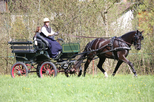 Elja vom Sagenhof am 12.04.2024 am Feldtest Sumiswald - Foto: Karin Rohrer