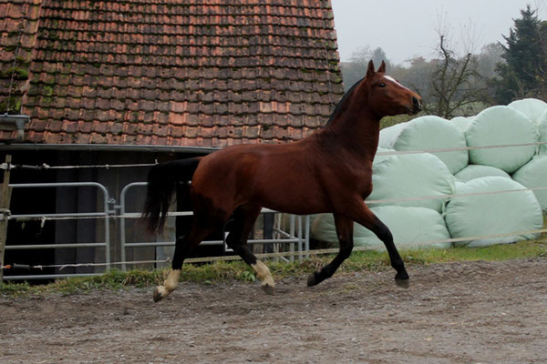 Don Caruso vom Cherhof - Foto: Jenny Commons