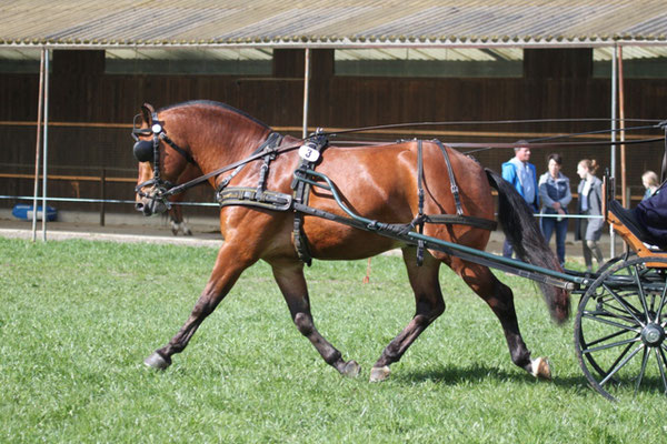 Calypso vom Cherhof - Foto: Karin Rohrer