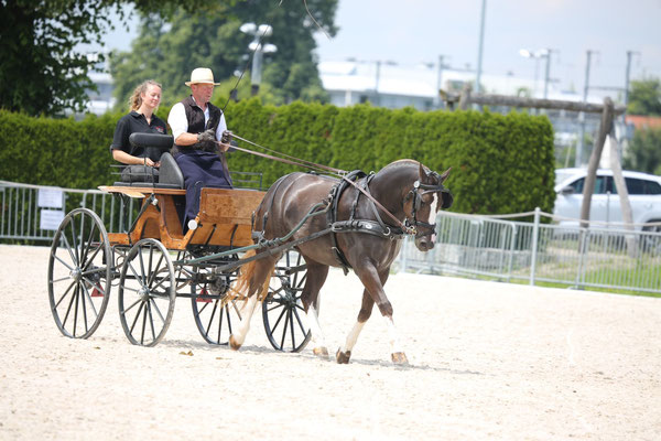 Nymeria vom Sagenhof