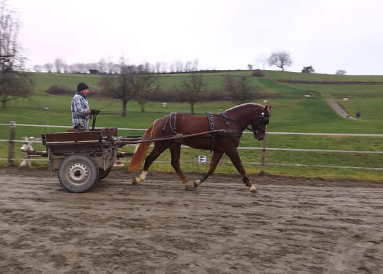 Caliento vom Sagenhof - Foto: Sagenhof