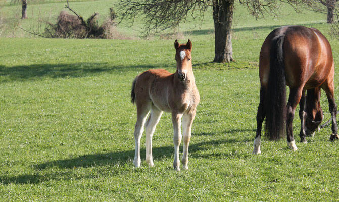 Estrella vom Sagenhof am 19.03.2026 - Foto: Jenny Commons