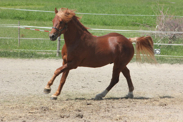 Zuchthengst Cosimo - Foto: Jenny Commons