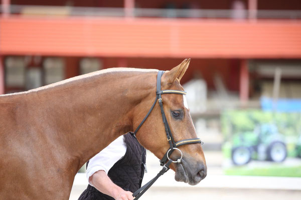 Cayman vom Sagenhof am Feldtest in Balsthal - Foto: Karin Rohrer