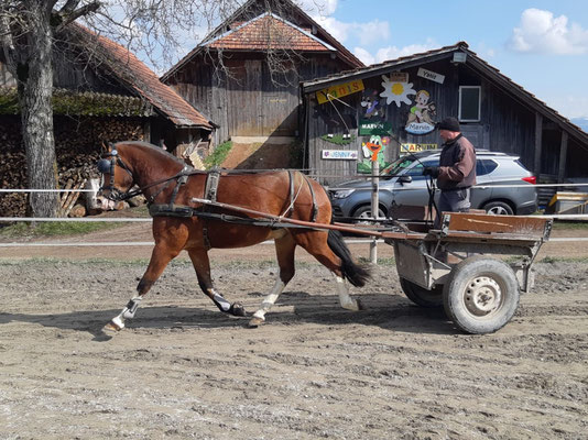 Nabuco vom Cherhof am 19.03.2021 - das erste Mal am Wagen