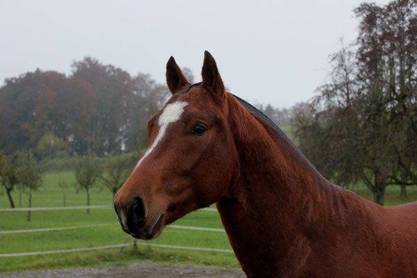 Don Caruso vom Cherhof - Foto: Jenny Commons