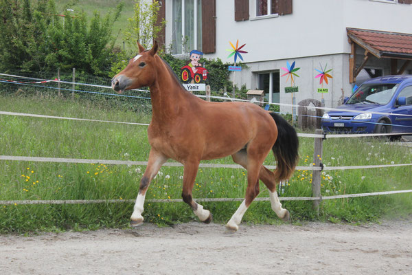 Stella am 25.05.2019 - Foto: Jenny Commons