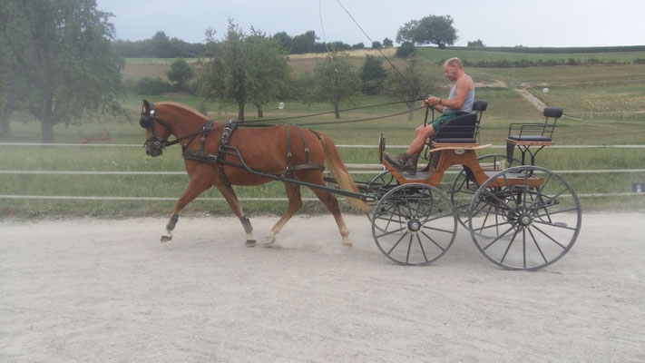 Calista vom Riet am 01.08.2018