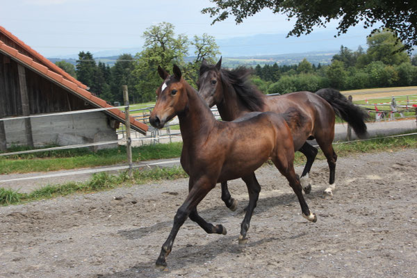Camira vom Sagenhof - Foto: Jenny Commons