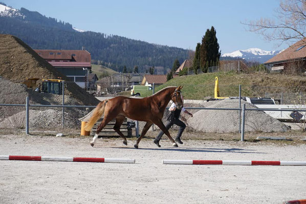 Caliento vom Sagenhof