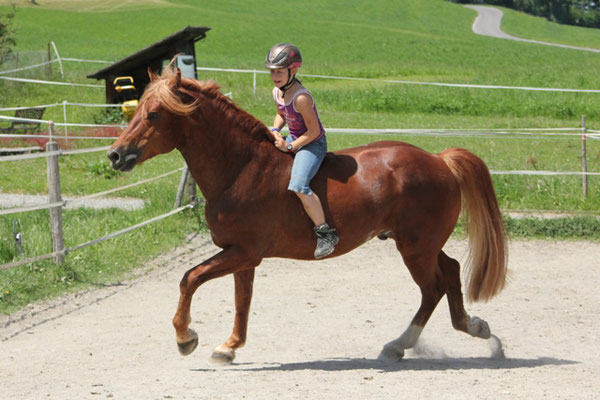 Zuchthengst Cosimo - Foto: Jenny Commons