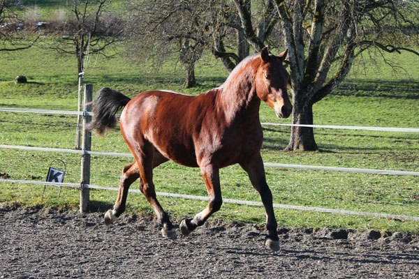 Calypso vom Cherhof - Foto: Jenny Commons