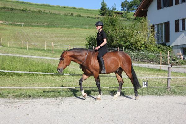 Nevio vom Rugen - Foto: Jenny Commons