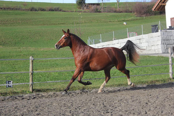 Elodie - Foto: Jenny Commons