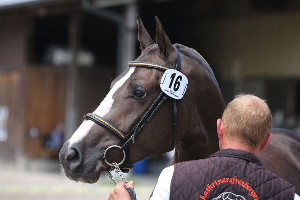 Nymeria vom Sagenhof am Feldtest Fehraltorf 2024