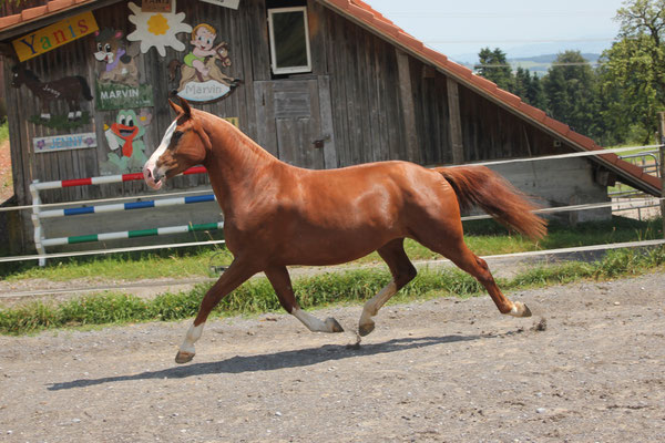roGerbers Contessa - Foto: Jenny Commons