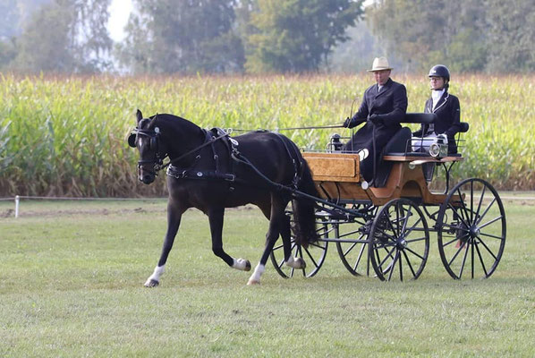 Demoiselle de Sagnarbot - Foto: Yvonne Wyss