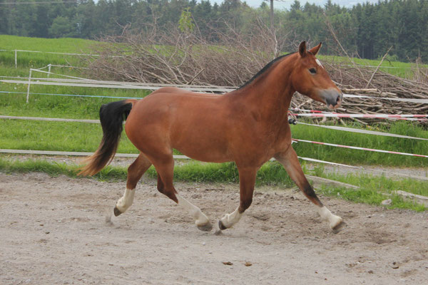 Stella am 25.05.2019 - Foto: Jenny Commons