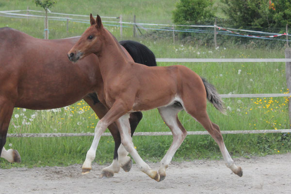 Cantaro vom Sagenhof am 25.05.2019 - Foto: Jenny Commons