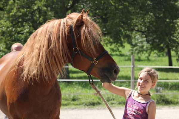 Zuchthengst Cosimo - Foto: Jenny Commons