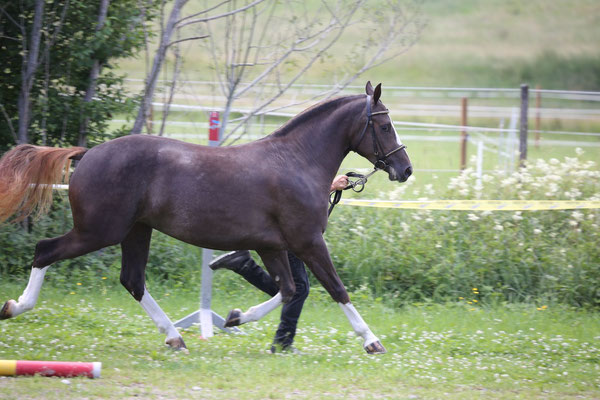 Nymeria vom Sagenhof