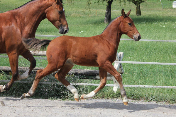 Nirinja vom Sagenhof am 15.07.2018 - Foto: Jenny Commons