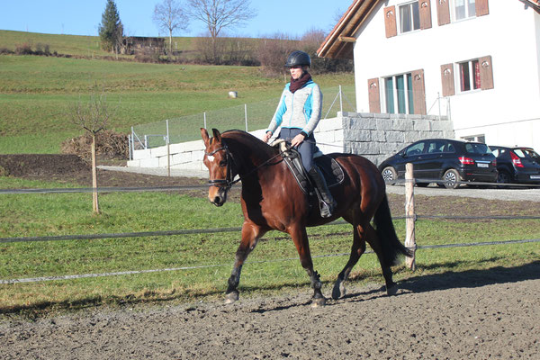 Don Amira vom Sagenhof am 01.01.2022 - Foto: Jenny Commons