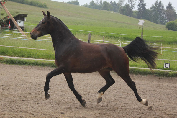 Zalika am 25.05.2019 - Foto: Jenny Commons