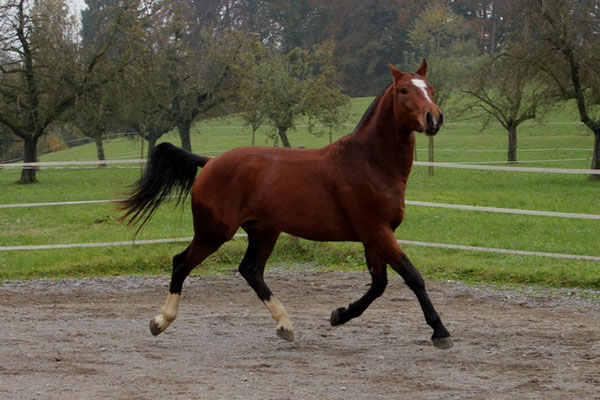 Don Caruso vom Cherhof - Foto: Jenny Commons