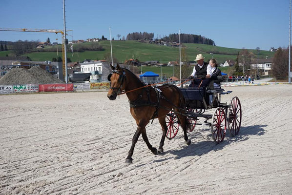 Nevada am 30.03.2019 am Feldtest Plaffeien