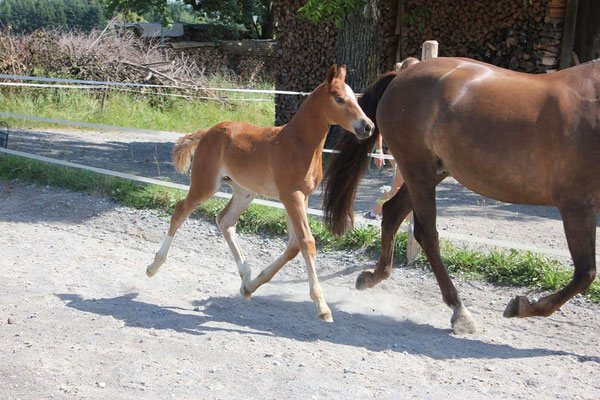 Casando vom Sagenhof am 15.07.2018 - Foto: Jenny Commons