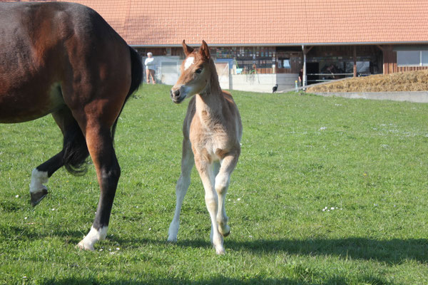 Estrella vom Sagenhof am 19.03.2026 - Foto: Jenny Commons