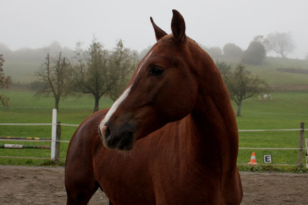 Candy Boy - Foto: Jenny Commons