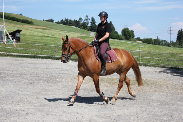 Calisha vom Sagenhof - Foto: Jenny Commons