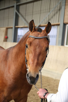 Calypso vom Cherhof - Foto: Karin Rohrer