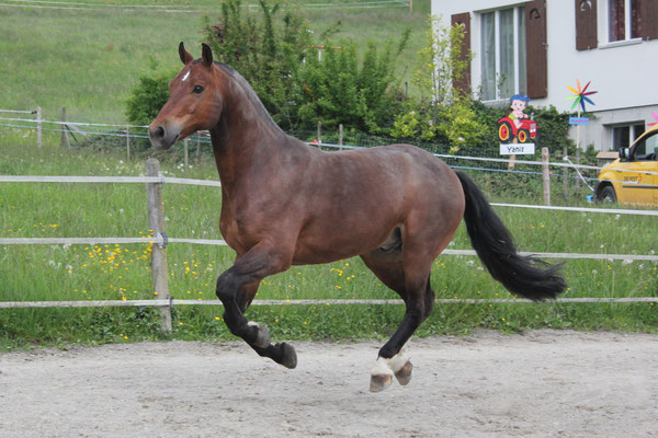 Casim nach dem Wälzen im Sand am 25.05.2019 - Foto: Jenny Commons