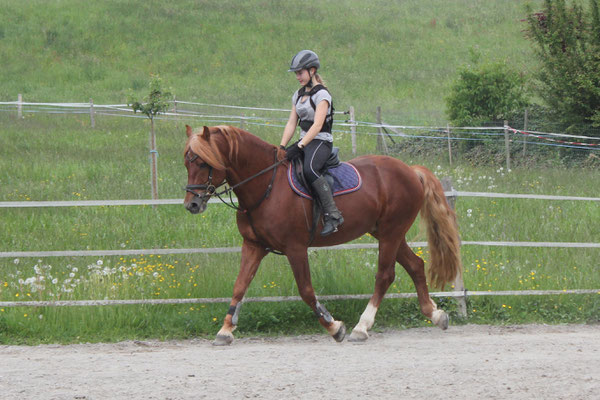 Zuchthengst Cosimo am 25.05.2019 - Foto: Jenny Commons